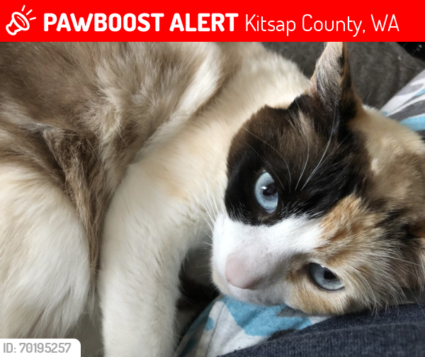 Lost Female Cat last seen Central Valley and Fairgrounds, Kitsap County, WA 98311