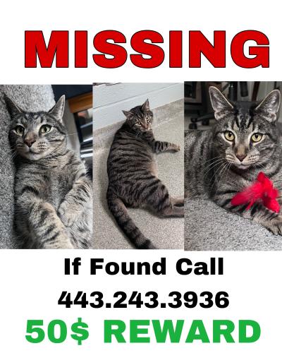 Lost Male Cat last seen Towson Town Place Apts, Baltimore, MD 21239