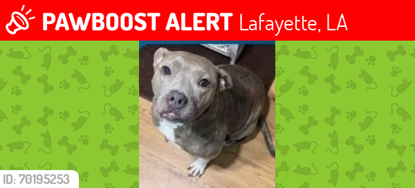 Lost Female Dog last seen Near  S.College Rd, Lafayette, LA., Lafayette, LA 70503