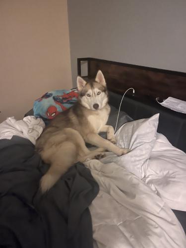 Lost Female Dog last seen Ting possibly, Holly Springs, NC 27540