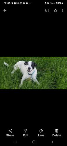 Lost Female Dog last seen Greenbrier  ests, Garner, NC 27603