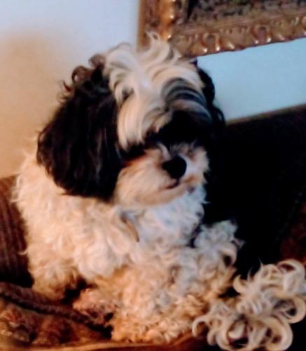 Lost Female Dog last seen Homecroft and Oakland Park, Columbus, OH 43211