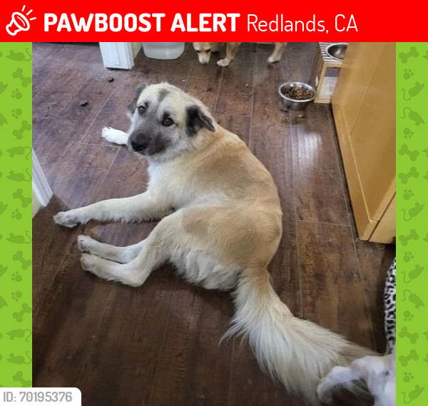 Lost Female Dog last seen tenessee st & colton blvd, Redlands, CA 92374