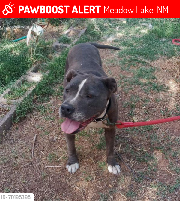 Lost Female Dog last seen Meadow Lake Road, High Mesa area, Meadow Lake, NM 87031