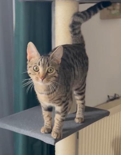 Lost Male Cat last seen Hayes Lane, Bedworth in Back Garden., Exhall, England CV7