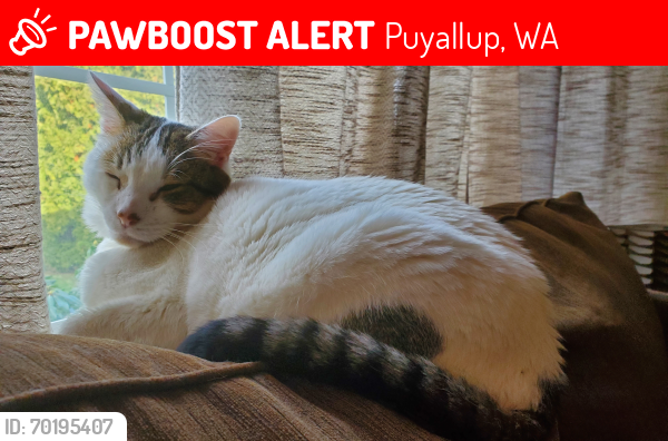 Lost Male Cat last seen 21st st, Puyallup, WA 98372