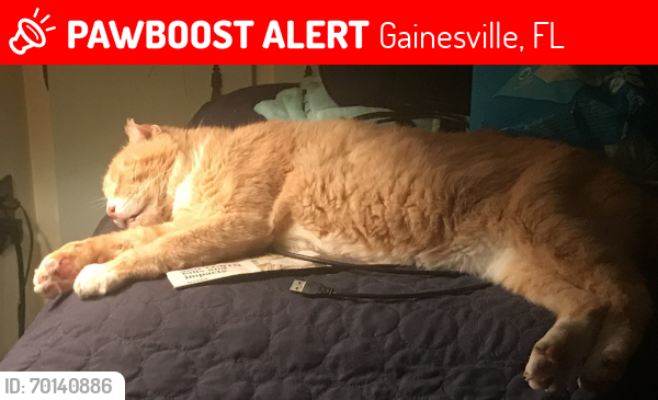 Lost Male Cat last seen Behind UF Hilton - near UF Orthopedic Center, Gainesville, FL 32607