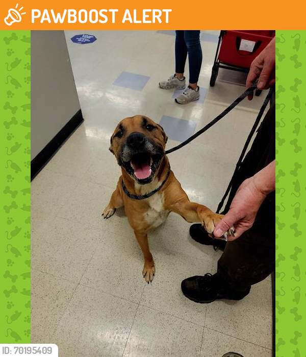 Shelter Stray Male Dog last seen OTHER STATE, St. Peters, MO 63376