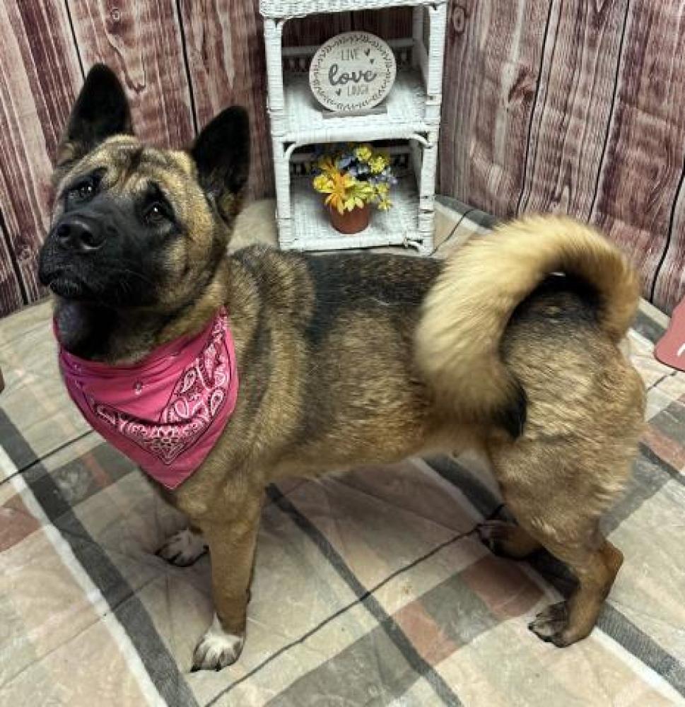Shelter Stray Female Dog last seen Near BLOCK HAMMOND ST, DETROIT, MI 48210, Detroit, MI 48211