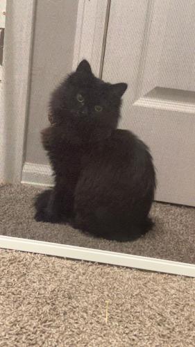 Lost Female Cat last seen Mississippi and Federal, Denver, CO 80219