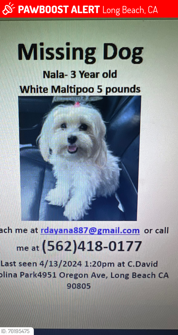 Lost Female Dog last seen C. David Molina Park , Long Beach, CA 90805