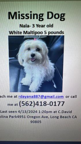 Lost Female Dog last seen C. David Molina Park , Long Beach, CA 90805