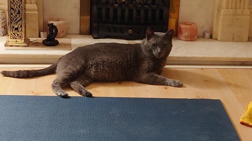 Lost Male Cat last seen Wimbart Road, Upper Tulse Hill , Greater London, England SW2