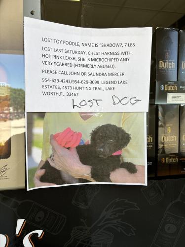 Lost Female Dog last seen Near HUNTING TRAIL, LAKE WORTH,FL 33467, Wellington, FL 33467