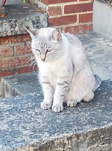 Lost Male Cat last seen Near Walnut Street, Cedartown, GA 30125