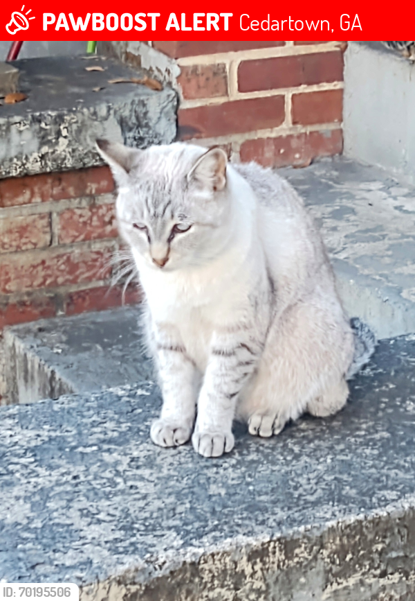 Lost Male Cat last seen Near Walnut Street, Cedartown, GA 30125