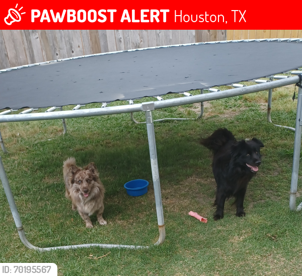Lost Male Dog last seen Scott or Cullen , Houston, TX 77047
