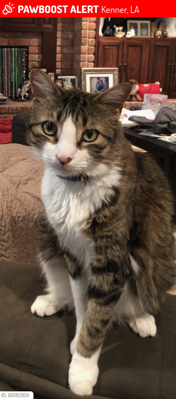 Lost Male Cat last seen McKinley and Carlsbad , Kenner, LA 70065