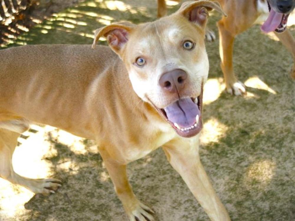 Shelter Stray Male Dog last seen Near BLOCK HOLMES ST, TALLAHASSEE FL 32310, Tallahassee, FL 32311