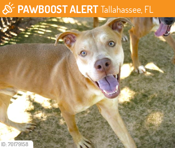 Shelter Stray Male Dog last seen Near BLOCK HOLMES ST, TALLAHASSEE FL 32310, Tallahassee, FL 32311