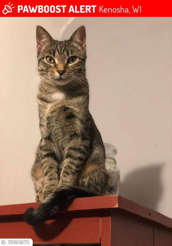 Lost Female Cat last seen 66th st and 5th ave, Kenosha, WI 53142