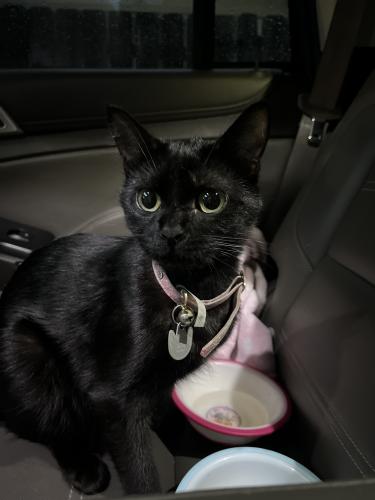 Lost Female Cat last seen Dodge and Helen , Sioux City, IA 51105