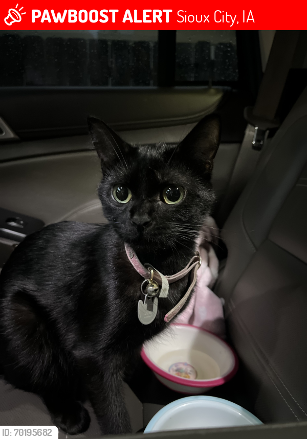 Lost Female Cat last seen Dodge and Helen , Sioux City, IA 51105