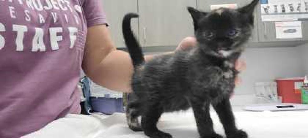 Shelter Stray Female Cat last seen Near Elmwood Ave, 64132, MO, Kansas City, MO 64132
