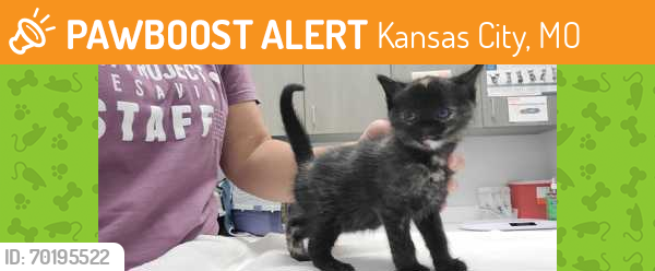 Shelter Stray Female Cat last seen Near Elmwood Ave, 64132, MO, Kansas City, MO 64132