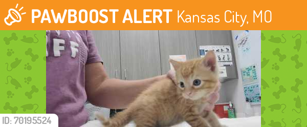 Shelter Stray Male Cat last seen Near Elmwood Ave, 64132, MO, Kansas City, MO 64132