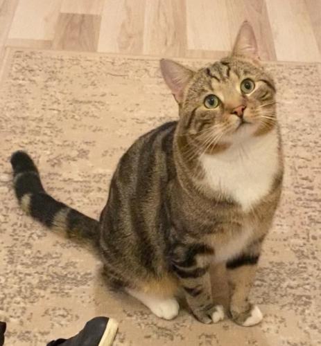 Lost Male Cat last seen Banning street and Pelton Road, Greater London, England SE10 0FF