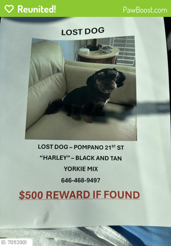 Reunited Female Dog last seen 27th Ave …, Pompano Beach, FL 33062