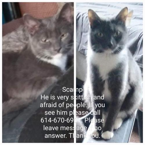 Lost Male Cat last seen El Paso drive, Lowell drive , Columbus, OH 43204
