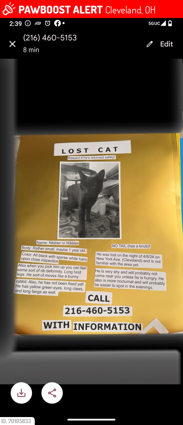 Lost Male Cat last seen New York avenue, Cleveland, OH 44105