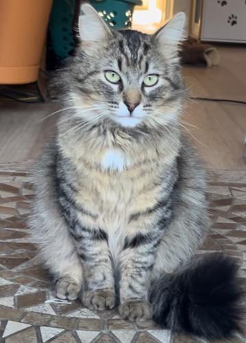 Lost Male Cat last seen Filbert and Smithridge Park, Reno, NV 89502