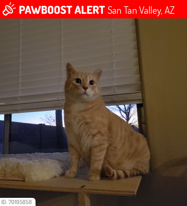 Lost Male Cat last seen N Jonathan St & E. Nancy Ave, San Tan Valley, AZ 85140