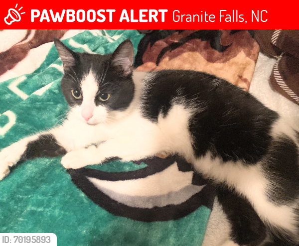 Lost Female Cat last seen Behind Granite Falls Middle School , Granite Falls, NC 28630