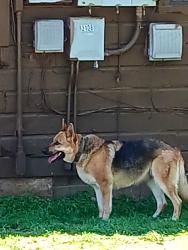 Reunited Female Dog last seen Near S 14th St, Kansas City, KS 66103, USA, Kansas City, KS 66103