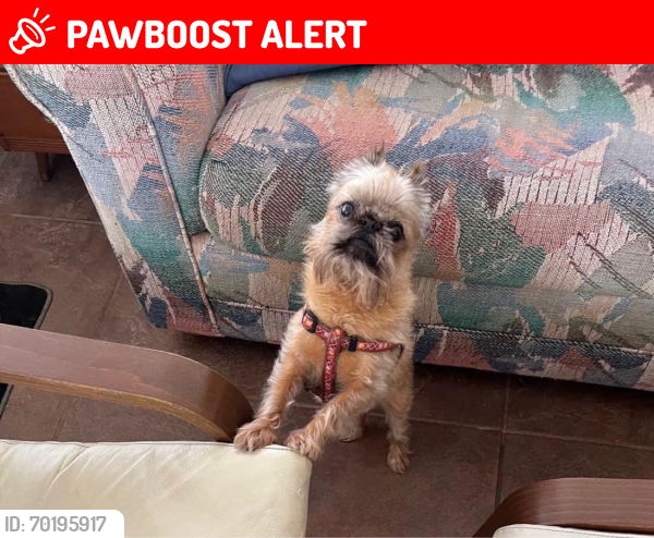 Lost Male Dog last seen Tamami  Villages, FL, North Fort Myers, FL 33903