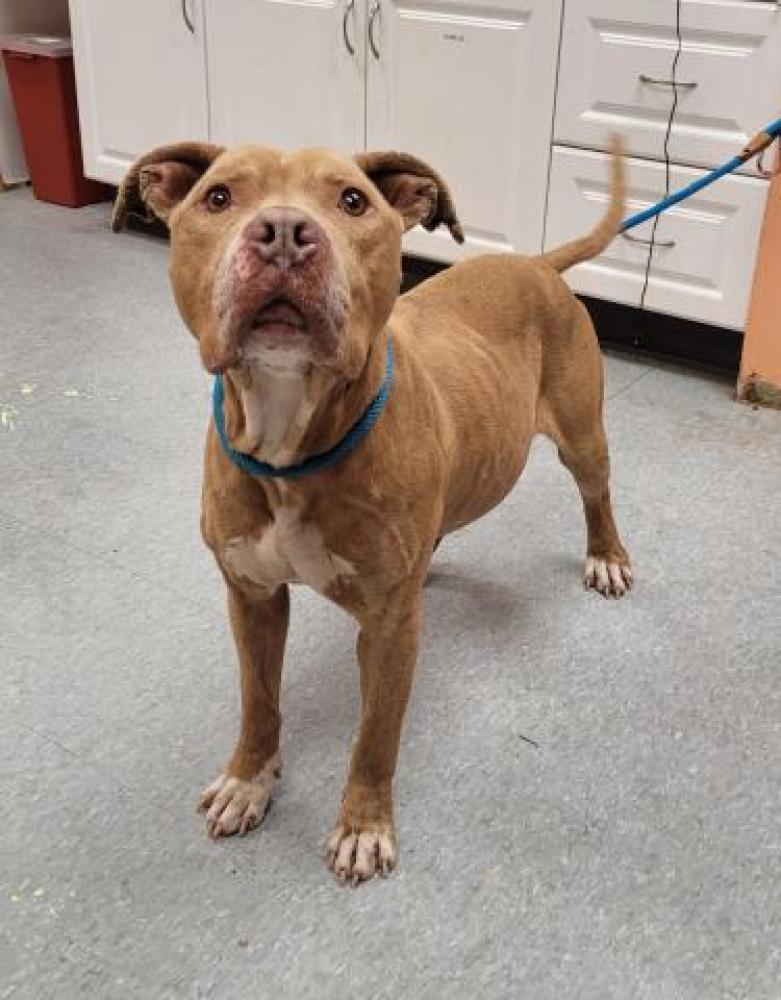 Shelter Stray Male Dog last seen ELMIRA/SORRENTO, DETROIT, MI 48227, Detroit, MI 48211