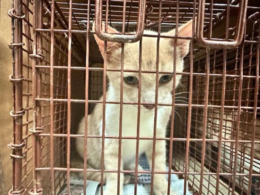 Shelter Stray Male Cat last seen Near BLOCK GARDEN ST, Austin, TX 78702