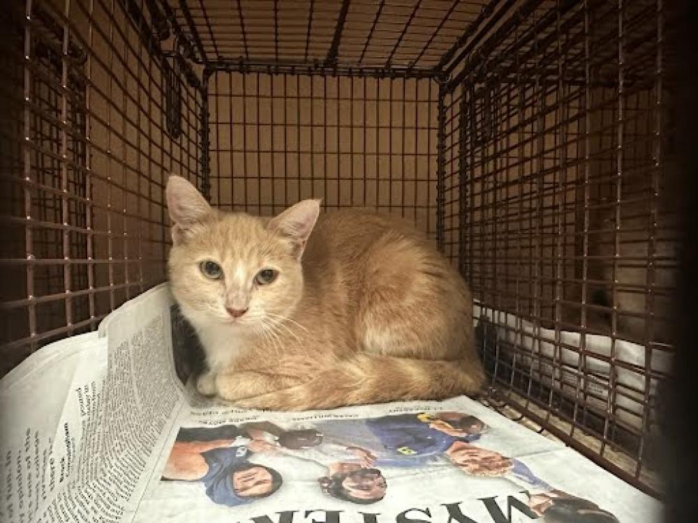 Shelter Stray Female Cat last seen Near BLOCK GARDEN ST, Austin, TX 78702