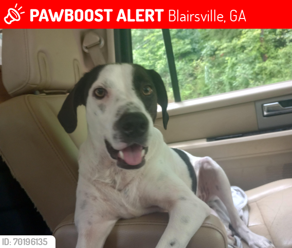Lost Male Dog last seen Liberty bell / hwy 515 , Blairsville, GA 30512