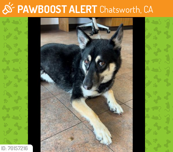 Shelter Stray Female Dog last seen , Chatsworth, CA 91311