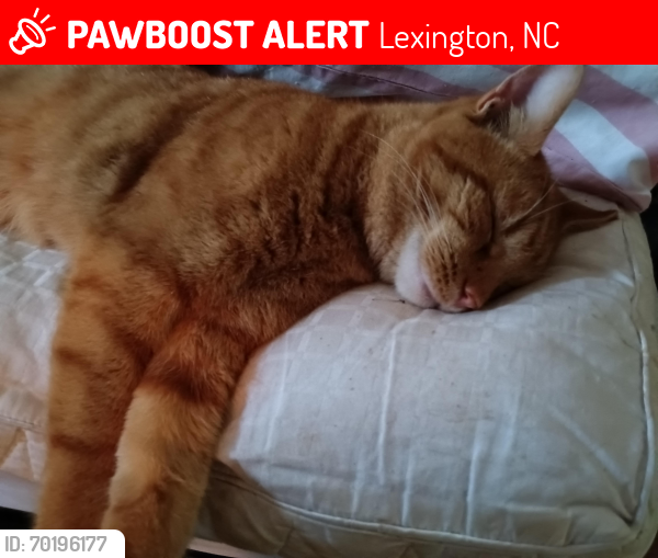 Lost Male Cat last seen Green Needles Park, Lexington NC, Lexington, NC 27292