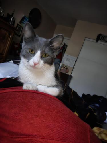 Lost Female Cat last seen Owens and Marion , Las Vegas, NV 89110