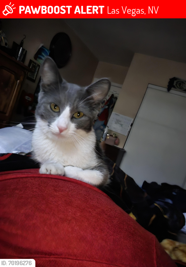 Lost Female Cat last seen Owens and Marion , Las Vegas, NV 89110