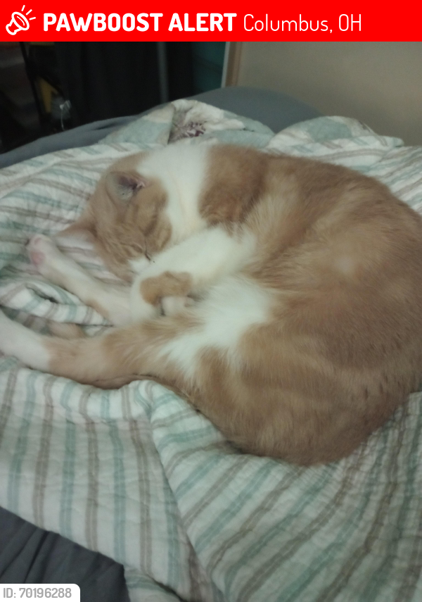 Lost Male Cat last seen Sawmill and Federated, Sawmill and 161, Columbus, OH 43235