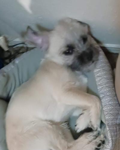 Lost Male Dog last seen candelaria and juan tabo, Albuquerque, NM 87112