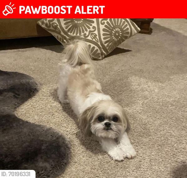 Lost Male Dog last seen 196th Ave SE and 195th Pl SE, Maple Heights-Lake Desire, WA 98058